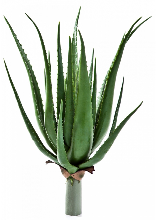 Aloe plant x 17 lvs 50 cm