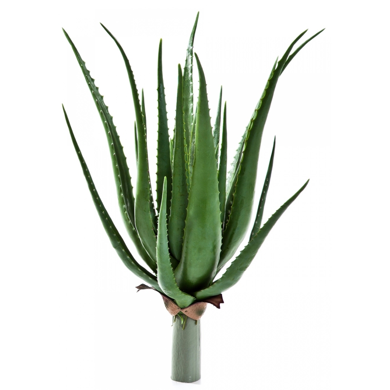 Aloe plant x 17 lvs 50 cm