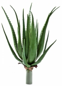 Aloe plant x 17 lvs 50 cm