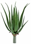 Aloe plant x 17 lvs 50 cm