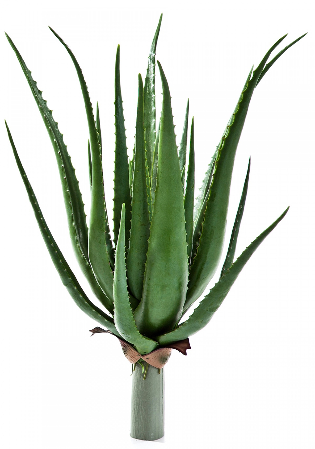 Aloe plant x 17 lvs 50 cm