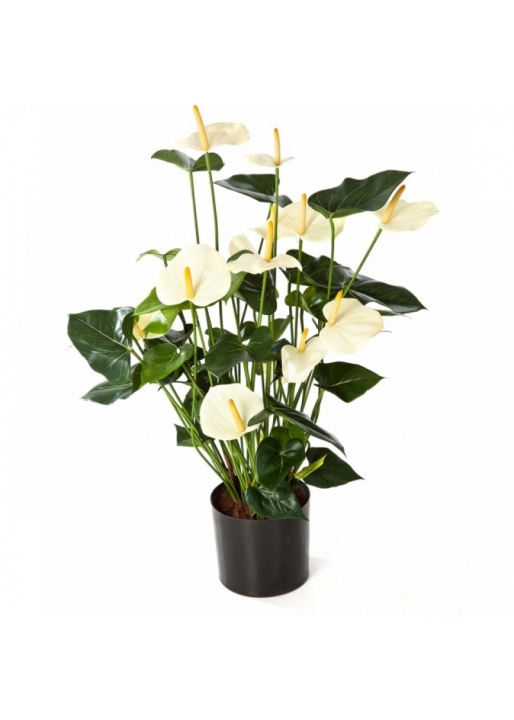 Anthurium de luwe w/pot cream 78 cm