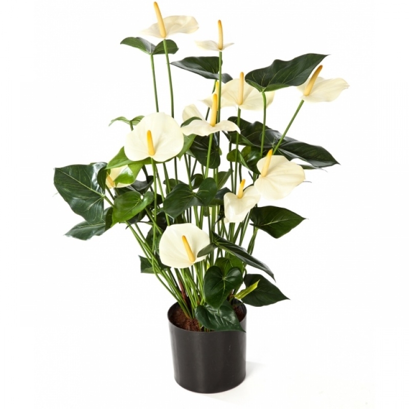 Anthurium de luwe w/pot cream 78 cm