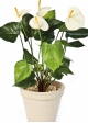 Anthurium de luxe cream 56 cm