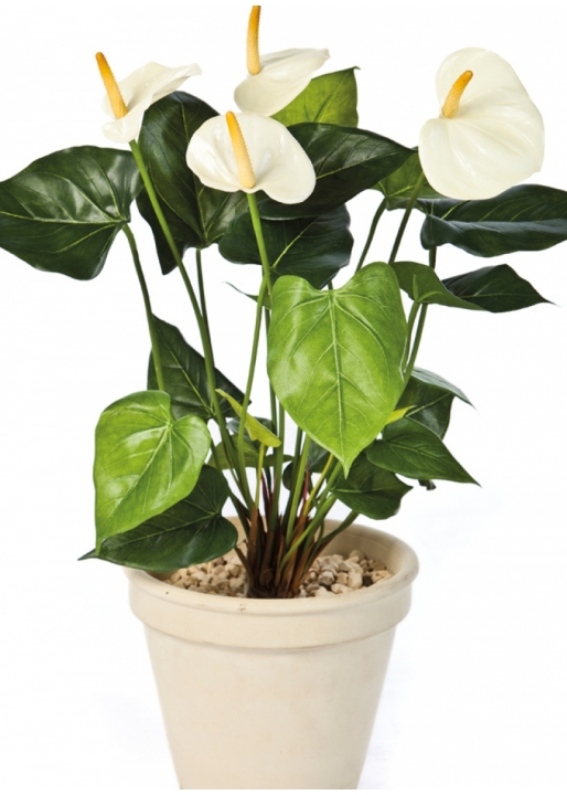 Anthurium de luxe cream 56 cm