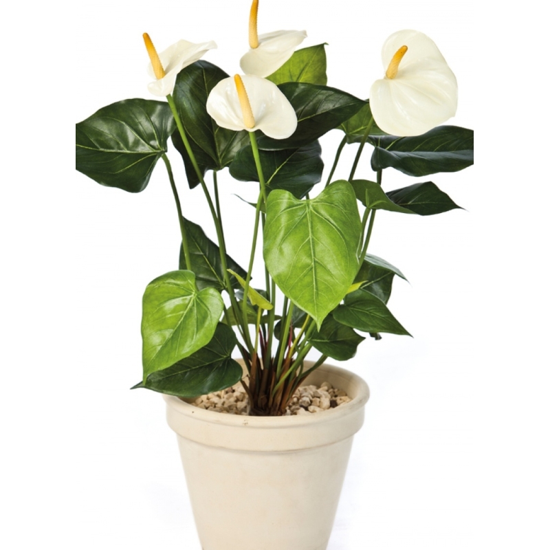 Anthurium de luxe cream 56 cm
