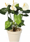 Anthurium de luxe cream 56 cm