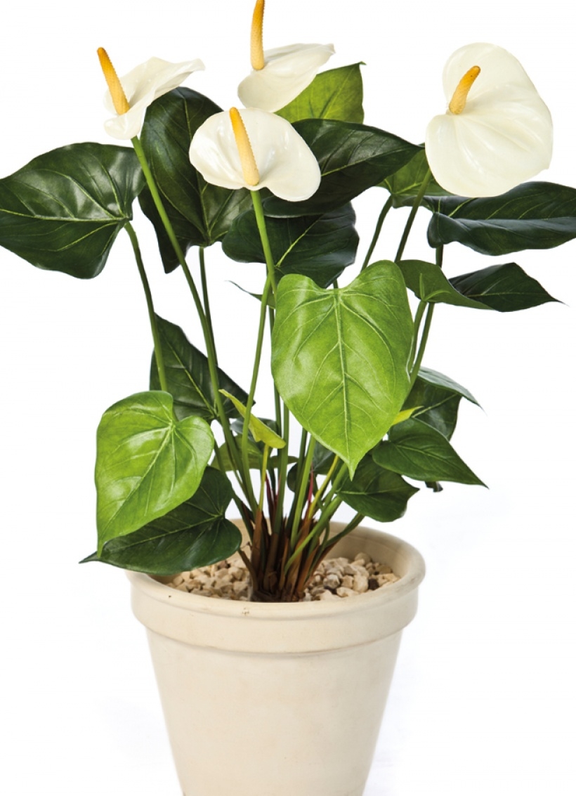 Anthurium de luxe cream 56 cm