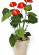 Anthurium de luxe red 56 cm
