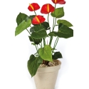Anthurium de luxe red 56 cm