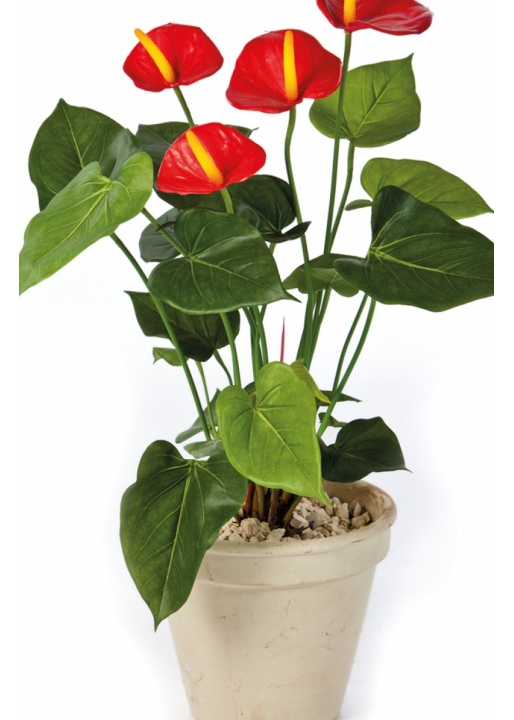 Anthurium de luxe red 56 cm