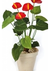Anthurium de luxe red 56 cm