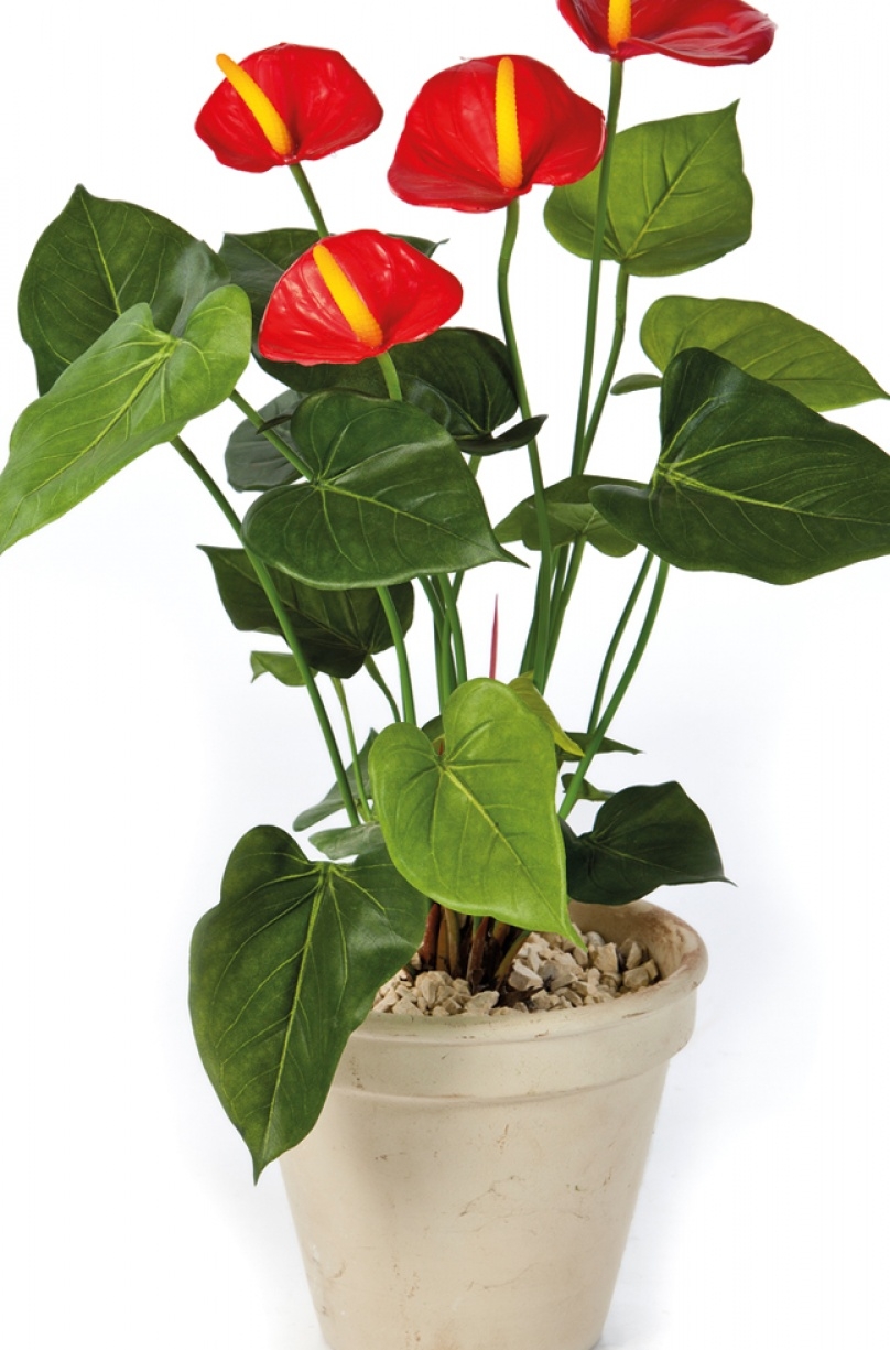 Anthurium de luxe red 56 cm