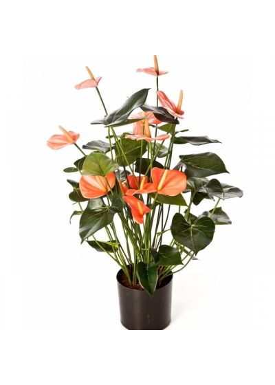 Anthurium de luxe w/pot pink 78 cm
