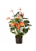 Anthurium de luxe w/pot pink 78 cm