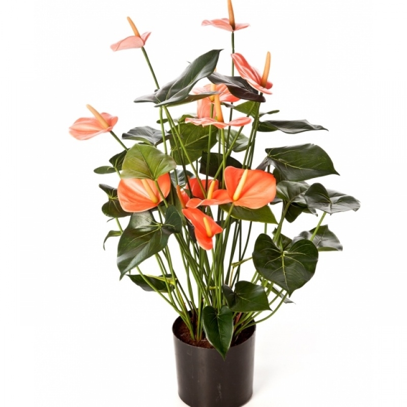 Anthurium de luxe w/pot pink 78 cm
