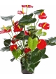 Anthurium deluxe w/pot red 78 cm