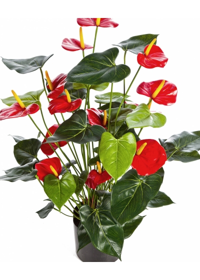 Anthurium deluxe w/pot red 78 cm