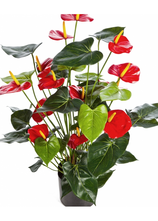 Anthurium deluxe w/pot red 78 cm