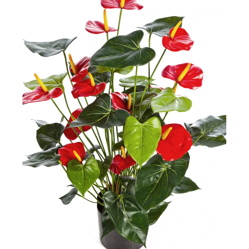 Anthurium deluxe w/pot red 78 cm