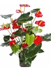 Anthurium deluxe w/pot red 78 cm