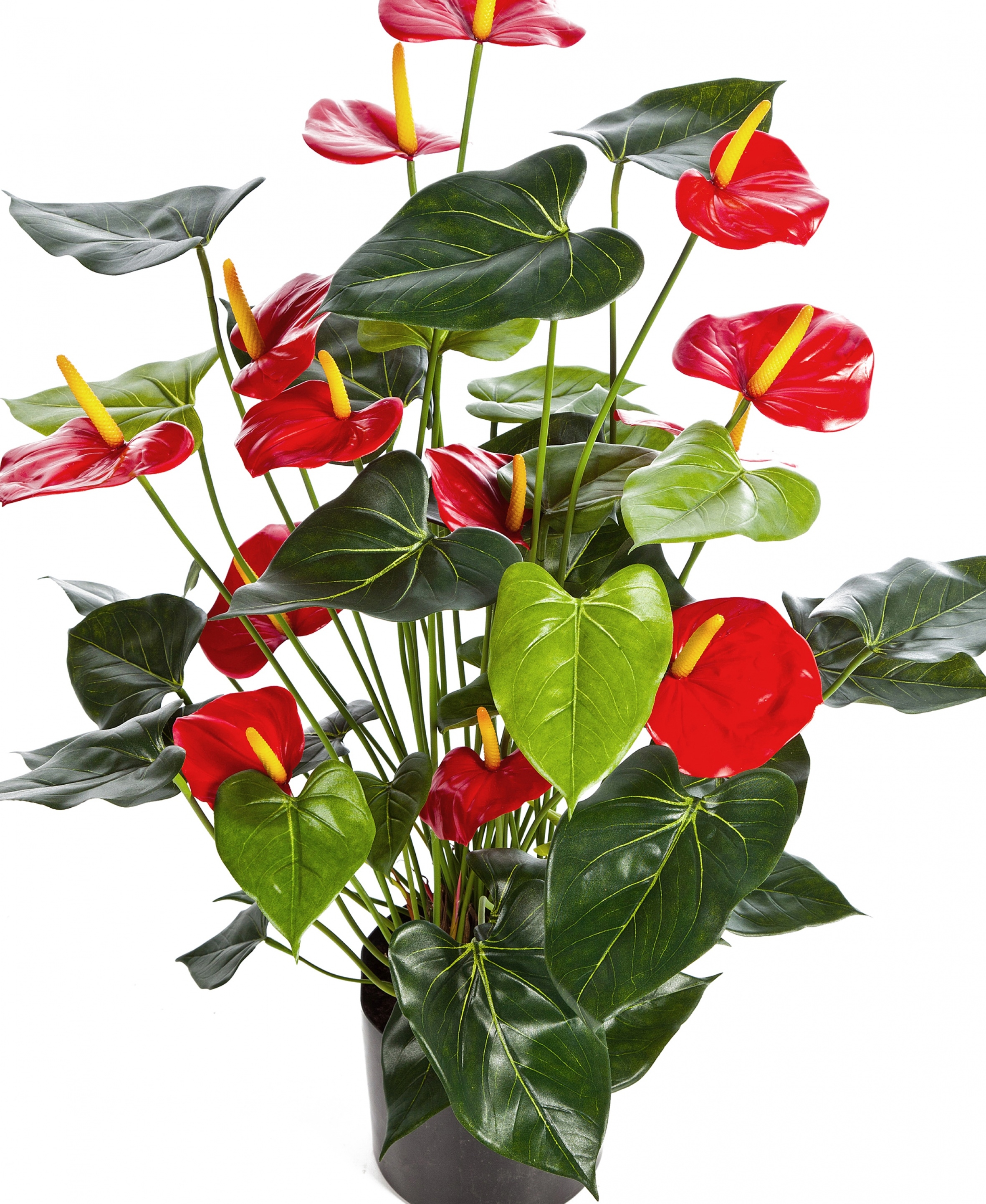 Anthurium deluxe w/pot red 78 cm