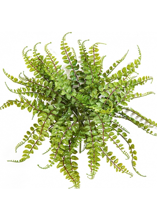 Aplenium Maidenhair Fern 40 cm
