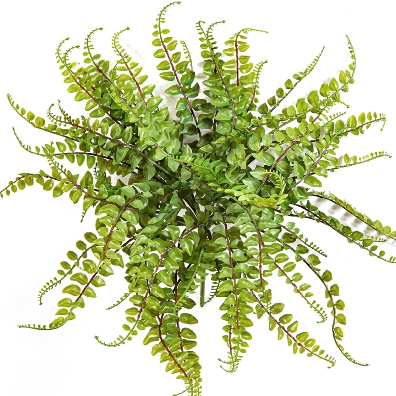 Aplenium Maidenhair Fern 40 cm