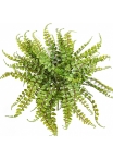 Aplenium Maidenhair Fern 40 cm