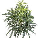 Aralia Bush 52 cm