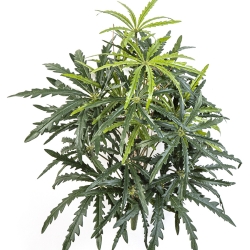 Aralia Bush 52 cm