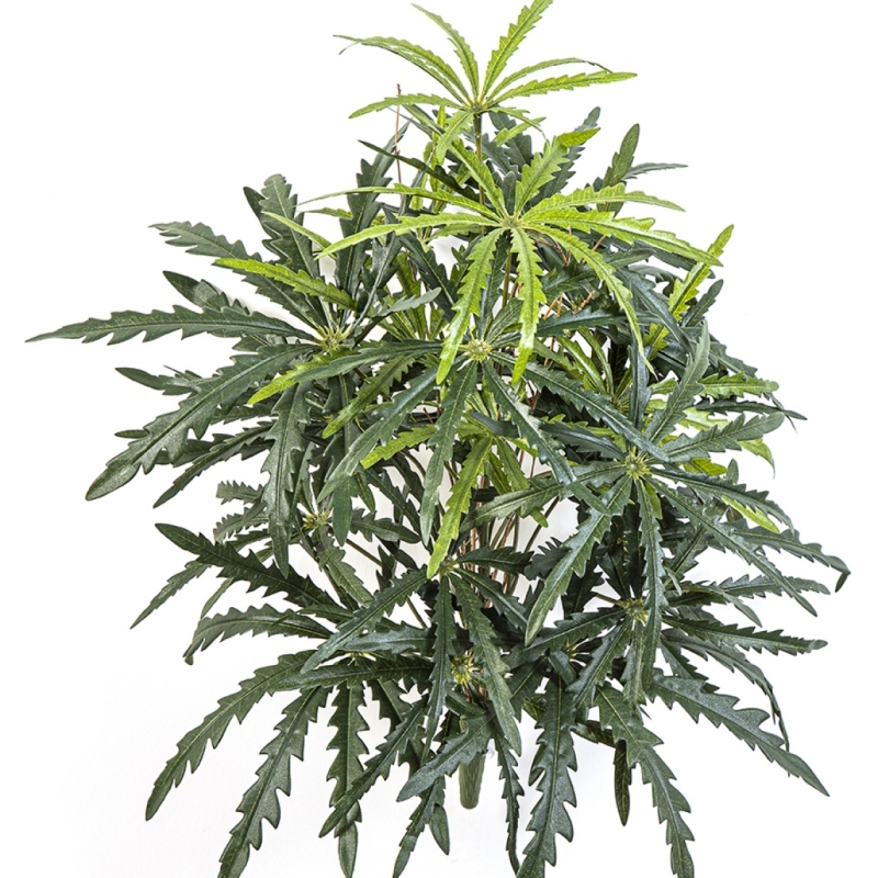 Aralia Bush 52 cm