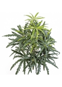 Aralia Bush 52 cm