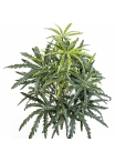 Aralia Bush 52 cm