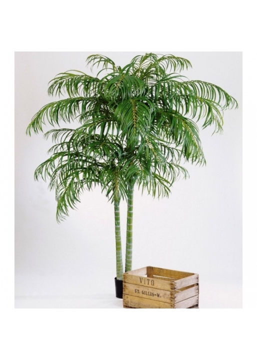 Areca palm de luxe x 2 210-240 cm