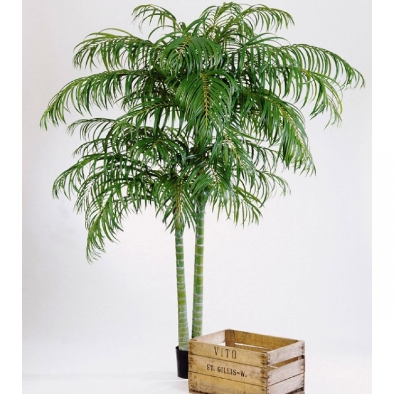 Areca palm de luxe x 2 210-240 cm