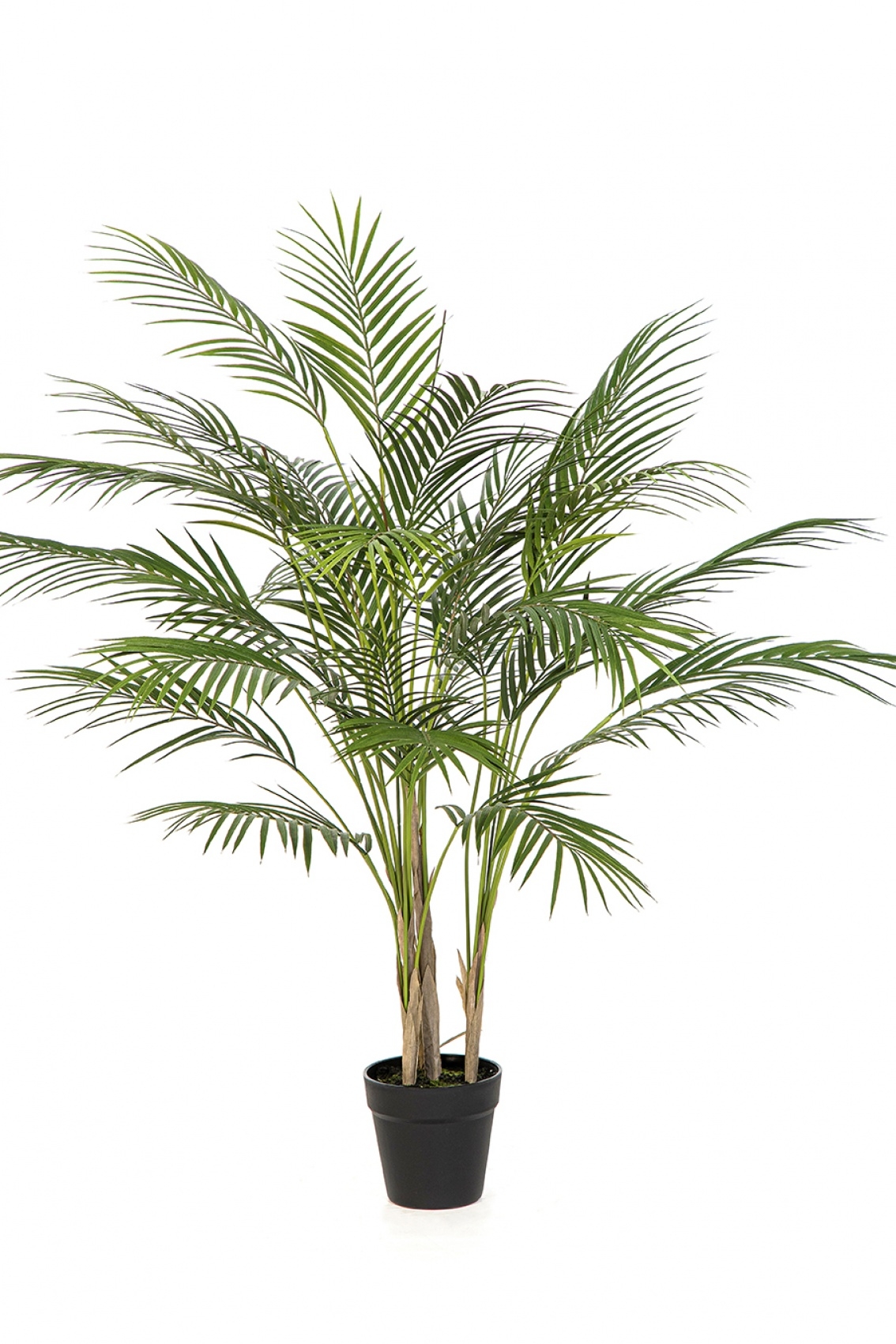 Arecapalm - UV 100 cm