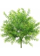Asparagus Bush UV 38 cm