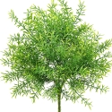 Asparagus Bush UV 38 cm