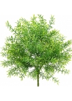 Asparagus Bush UV 38 cm