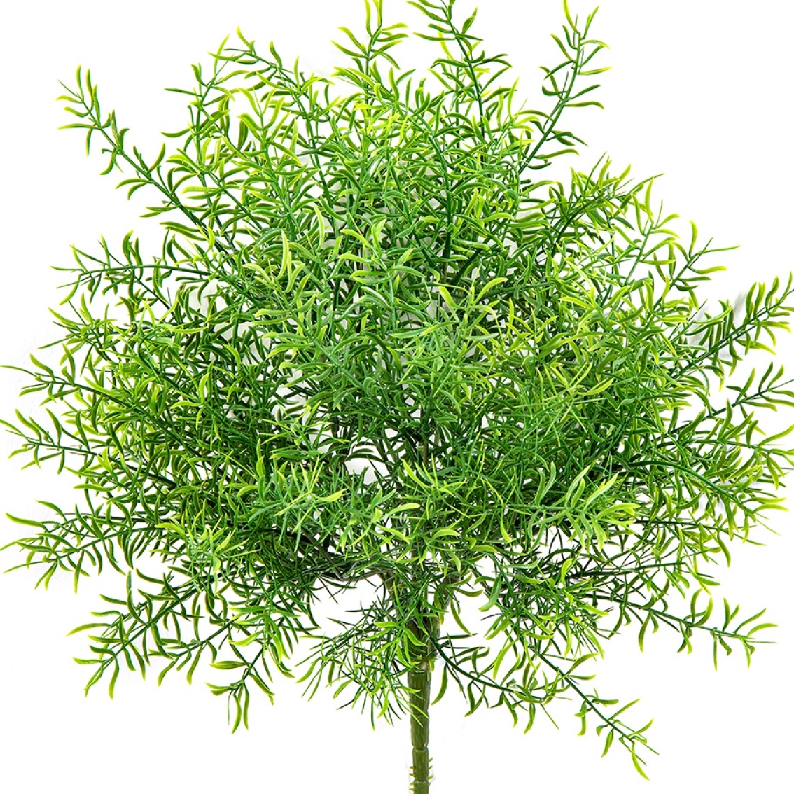 Asparagus Bush UV 38 cm