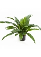 Asplenium Fern w/pot 80 cm