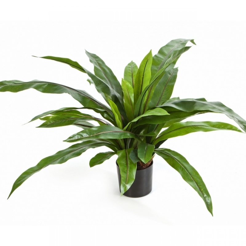 Asplenium Fern w/pot 80 cm