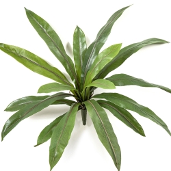 Asplenium Fern x 16 40 cm