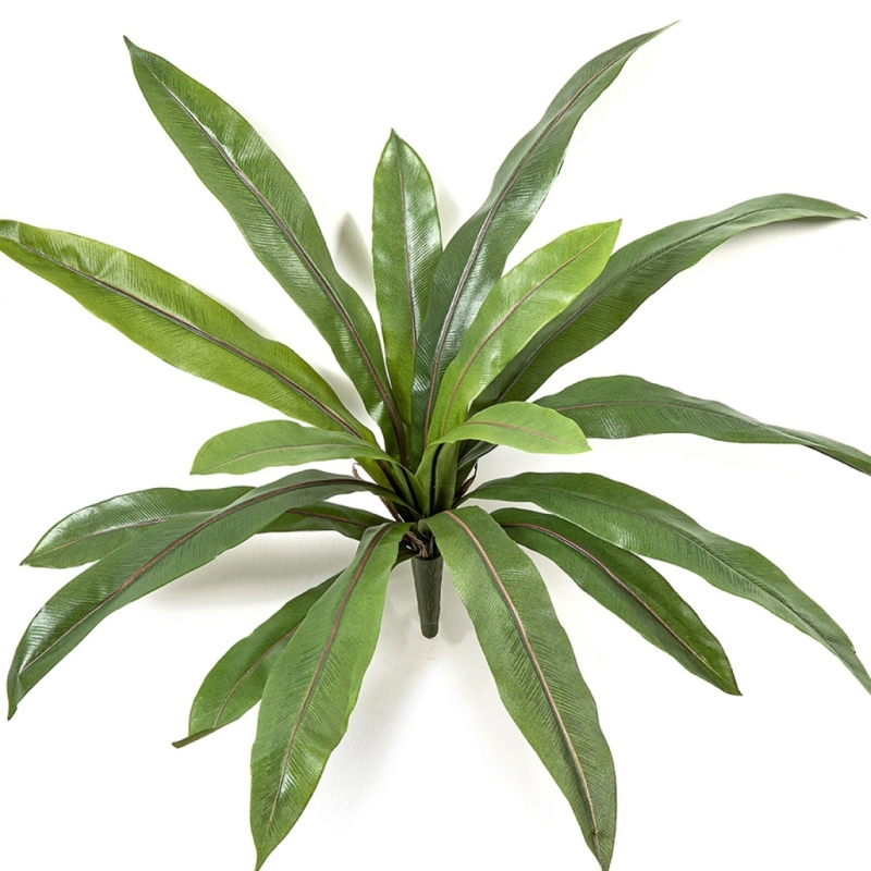 Asplenium Fern x 16 40 cm
