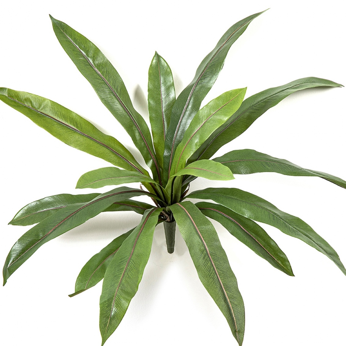 Asplenium Fern x 16 40 cm