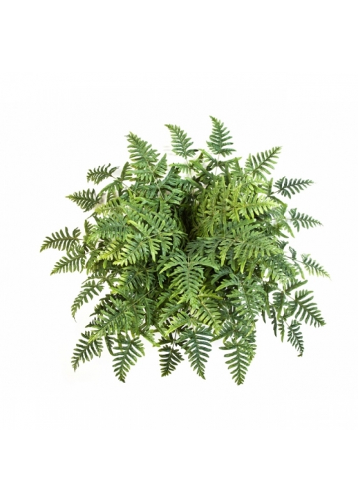 Athyrium Fern Bush x 45 90 cm