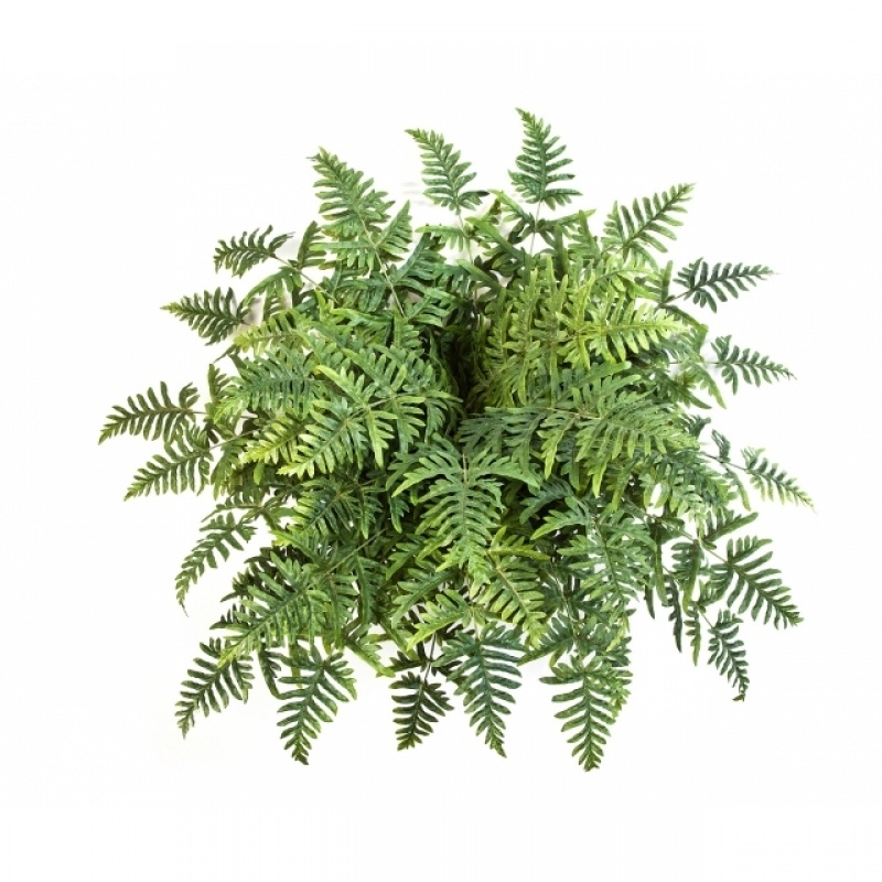 Athyrium Fern Bush x 45 90 cm