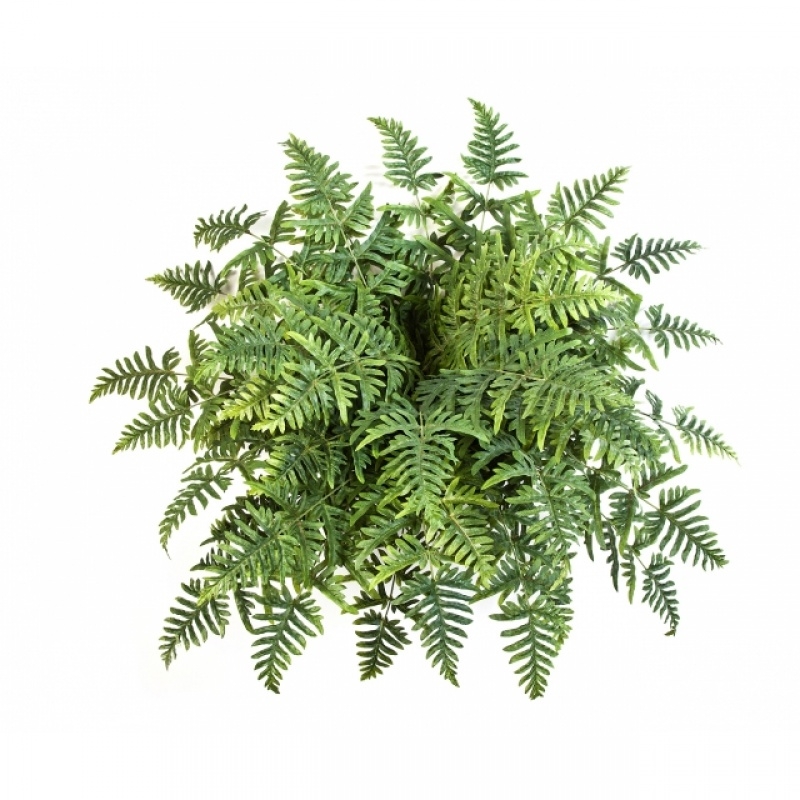 Athyrium Fern Bush x 45 90 cm
