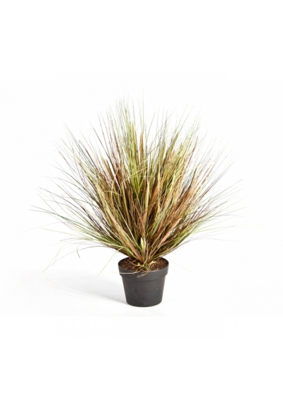 Autumn Onion Grass x 1624 50-70 cm